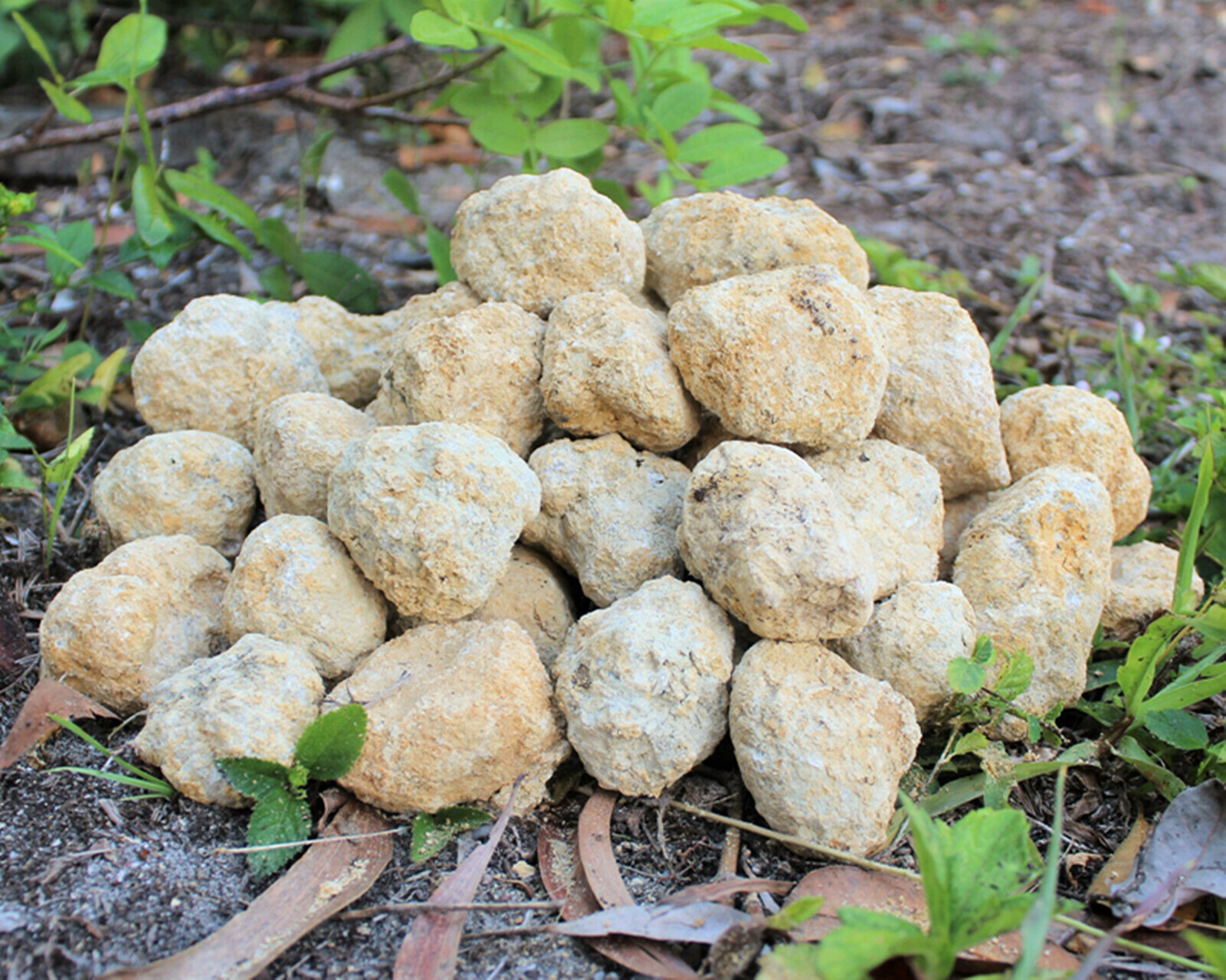 Large Unopened Moroccan Crysta - Geode Crystal Break ulasan dan harga