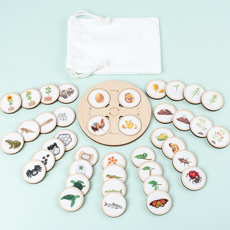 Life Cycle Board Montessori Ki - Science Nature ulasan dan harga