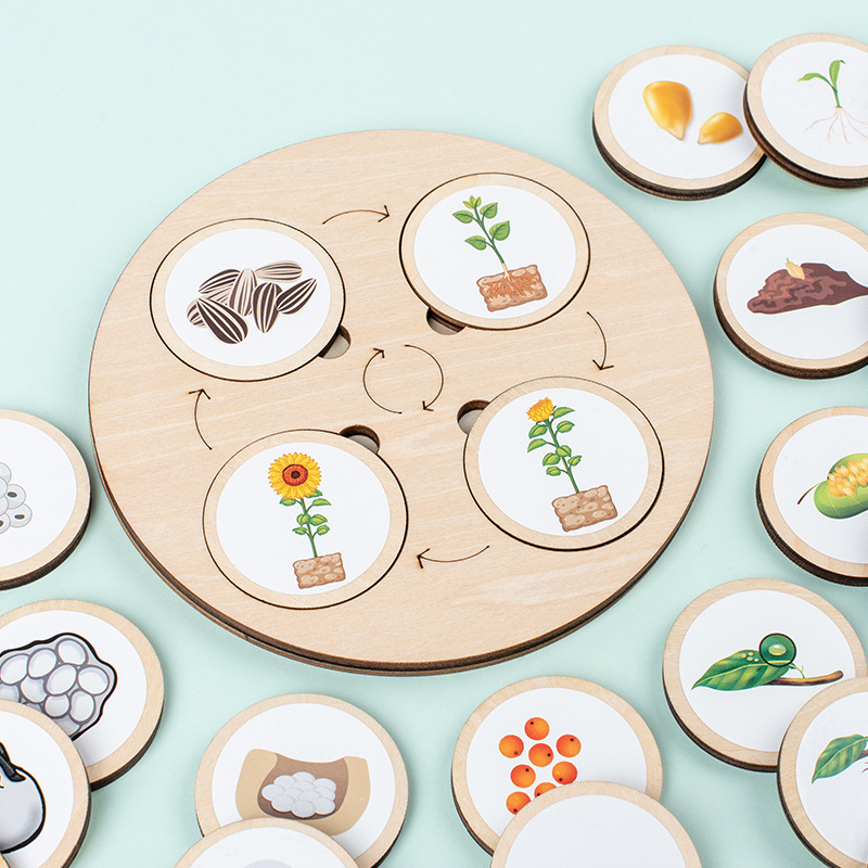 Life Cycle Board Montessori Ki - Science Nature ulasan dan harga