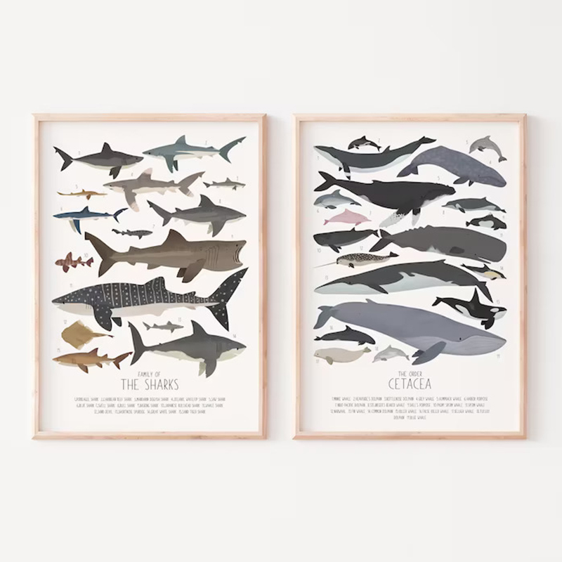 Deep-Sea Fish and Sharks Scien - Science Nursery ulasan dan harga